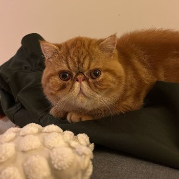 chaton Exotic Shorthair red blotched tabby Almé Chatterie Katzarolli