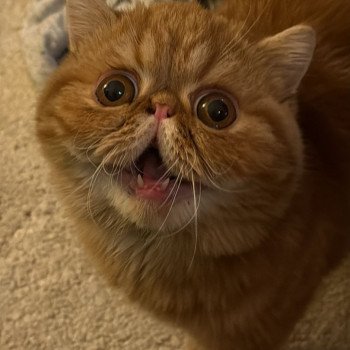 chaton Exotic Shorthair red blotched tabby Almé Chatterie Katzarolli