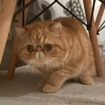 chaton Exotic Shorthair red blotched tabby Almé Chatterie Katzarolli