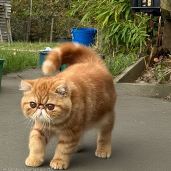chaton Exotic Shorthair red blotched tabby Almé Chatterie Katzarolli