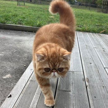 chaton Exotic Shorthair red blotched tabby Almé Chatterie Katzarolli