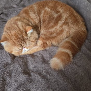 chaton Exotic Shorthair red blotched tabby Almé Chatterie Katzarolli