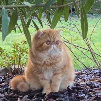 chaton Exotic Shorthair red blotched tabby Almé Chatterie Katzarolli