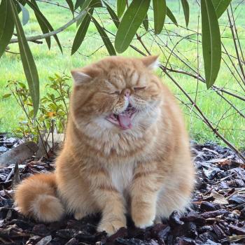chaton Exotic Shorthair red blotched tabby Almé Chatterie Katzarolli
