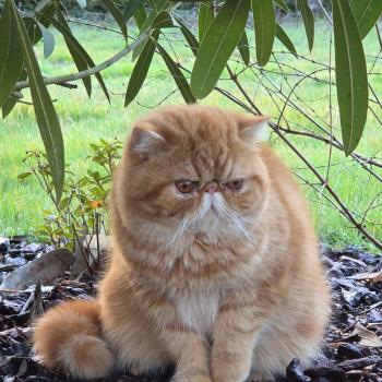 chaton Exotic Shorthair red blotched tabby Almé Chatterie Katzarolli