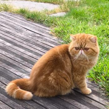 chaton Exotic Shorthair red blotched tabby Almé Chatterie Katzarolli