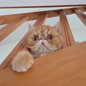 chaton Exotic Shorthair red blotched tabby Almé Chatterie Katzarolli