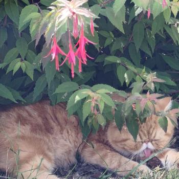 chaton Exotic Shorthair red blotched tabby Almé Chatterie Katzarolli