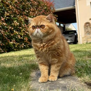 chaton Exotic Shorthair red blotched tabby Almé Chatterie Katzarolli