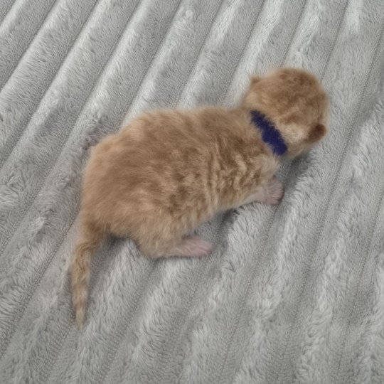 Collier bleu foncé Mâle Exotic Shorthair