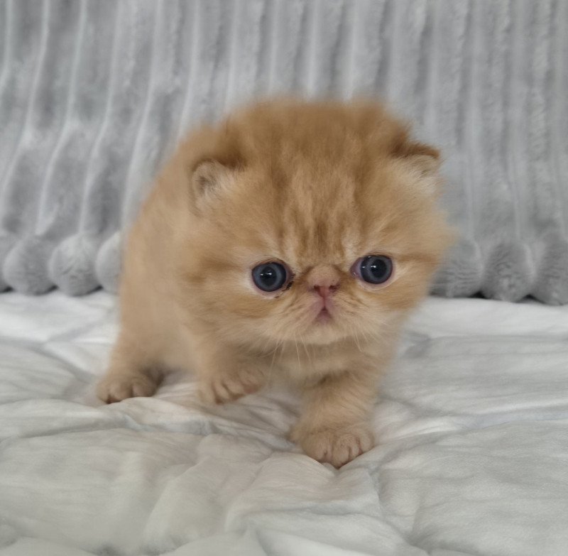 Collier bleu foncé Mâle Exotic Shorthair Collier bleu foncé Mâle Exotic Shorthair