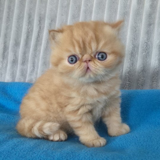 Collier bleu foncé Mâle Exotic Shorthair