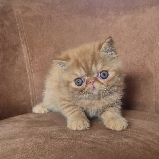 Collier bleu foncé Mâle Exotic Shorthair