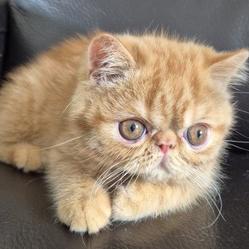 chaton Exotic Shorthair red spotted tabby Abricot / Nacho Chatterie Katzarolli