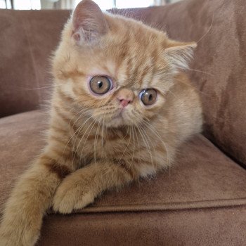 chaton Exotic Shorthair red spotted tabby Abricot / Nacho Chatterie Katzarolli
