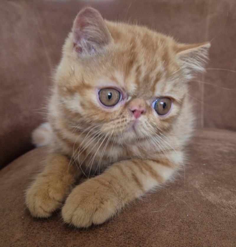 Abricot / Nacho Mâle Exotic Shorthair
