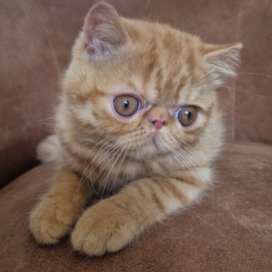 Abricot / Nacho Mâle Exotic Shorthair