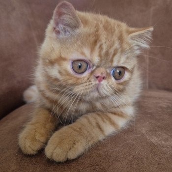 chaton Exotic Shorthair red spotted tabby Abricot / Nacho Chatterie Katzarolli