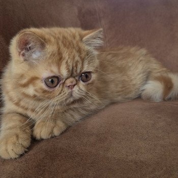 chaton Exotic Shorthair red spotted tabby Abricot / Nacho Chatterie Katzarolli chaton Exotic Shorthair red spotted tabby Abricot / Nacho Chatterie Katzarolli