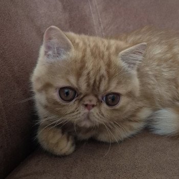 chaton Exotic Shorthair red spotted tabby Abricot / Nacho Chatterie Katzarolli chaton Exotic Shorthair red spotted tabby Abricot / Nacho Chatterie Katzarolli