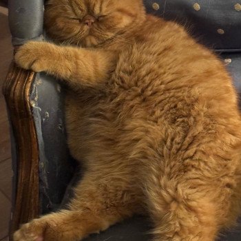 chaton Exotic Shorthair red spotted tabby Abricot / Nacho Chatterie Katzarolli