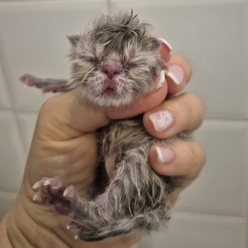 chaton Exotic Shorthair blue spotted tabby Chatterie Katzarolli chaton Exotic Shorthair blue spotted tabby Chatterie Katzarolli