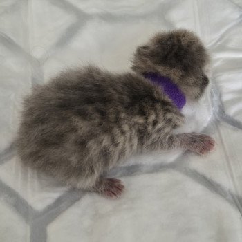 chaton Exotic Shorthair blue spotted tabby Chatterie Katzarolli chaton Exotic Shorthair blue spotted tabby Chatterie Katzarolli