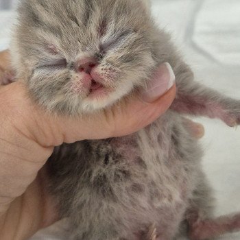 chaton Exotic Shorthair blue spotted tabby Chatterie Katzarolli chaton Exotic Shorthair blue spotted tabby Chatterie Katzarolli