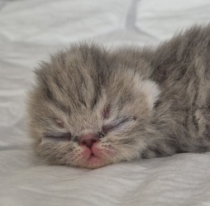 Collier violet Femelle Exotic Shorthair Collier violet Femelle Exotic Shorthair