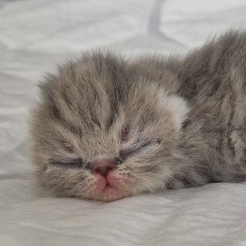 chaton Exotic Shorthair blue spotted tabby Chatterie Katzarolli chaton Exotic Shorthair blue spotted tabby Chatterie Katzarolli