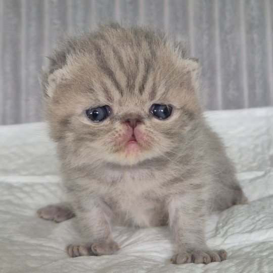 Collier violet Femelle Exotic Shorthair