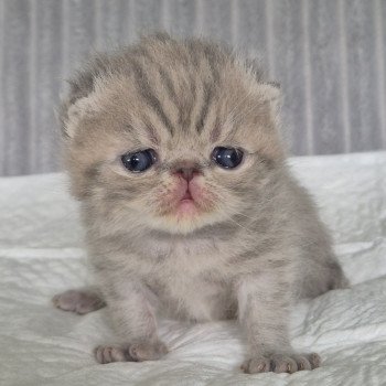 chaton Exotic Shorthair blue spotted tabby Collier violet Chatterie Katzarolli