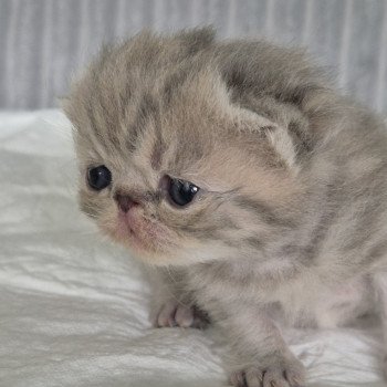 chaton Exotic Shorthair blue spotted tabby Collier violet Chatterie Katzarolli