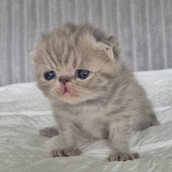 chaton Exotic Shorthair blue spotted tabby Collier violet Chatterie Katzarolli