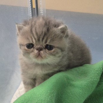 chaton Exotic Shorthair blue spotted tabby Collier violet Chatterie Katzarolli