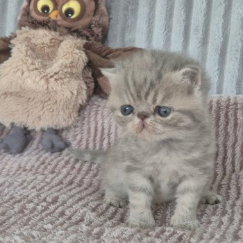 chaton Exotic Shorthair blue spotted tabby Collier violet Chatterie Katzarolli