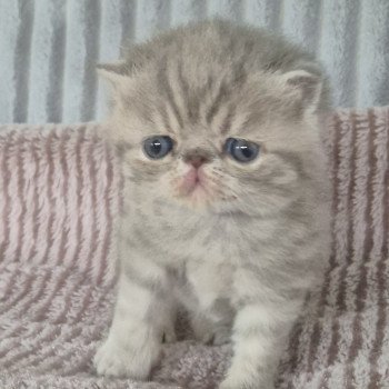 chaton Exotic Shorthair blue spotted tabby Collier violet Chatterie Katzarolli
