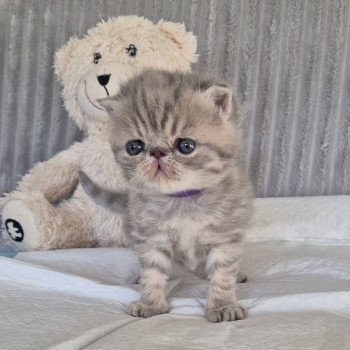 chaton Exotic Shorthair blue spotted tabby Collier violet Chatterie Katzarolli