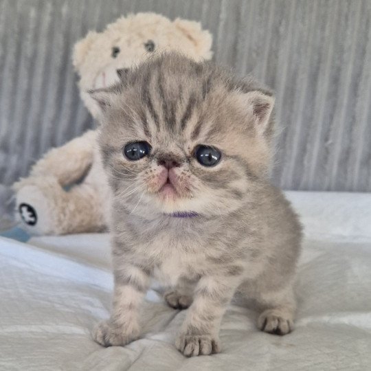 Collier violet Femelle Exotic Shorthair
