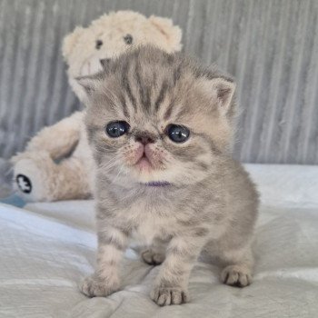 chaton Exotic Shorthair blue spotted tabby Collier violet Chatterie Katzarolli