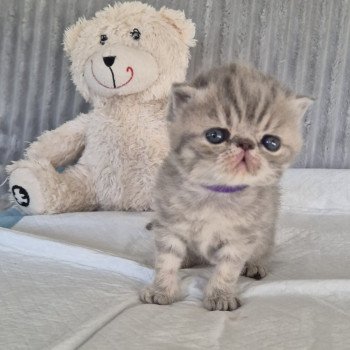 chaton Exotic Shorthair blue spotted tabby Collier violet Chatterie Katzarolli