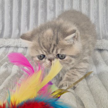 chaton Exotic Shorthair blue spotted tabby Collier violet Chatterie Katzarolli