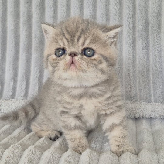 Collier violet Femelle Exotic Shorthair