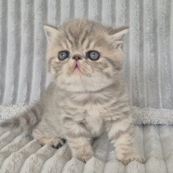 chaton Exotic Shorthair blue spotted tabby Collier violet Chatterie Katzarolli