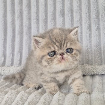 chaton Exotic Shorthair blue spotted tabby Collier violet Chatterie Katzarolli