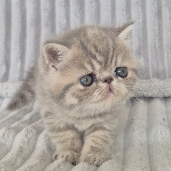 chaton Exotic Shorthair blue spotted tabby Collier violet Chatterie Katzarolli