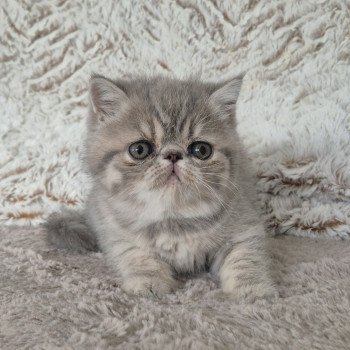 chaton Exotic Shorthair blue tortie spotted tabby Collier violet Chatterie Katzarolli