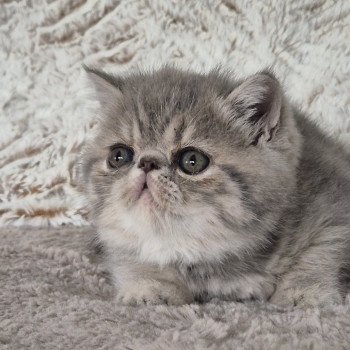 chaton Exotic Shorthair blue tortie spotted tabby Collier violet Chatterie Katzarolli