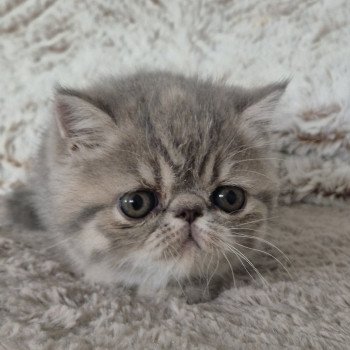 chaton Exotic Shorthair blue tortie spotted tabby Collier violet Chatterie Katzarolli