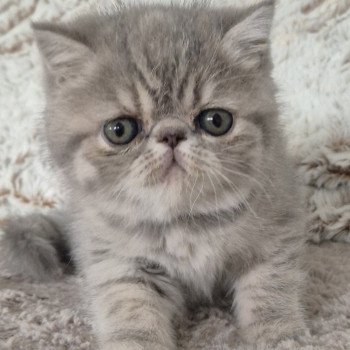 chaton Exotic Shorthair blue tortie spotted tabby Collier violet Chatterie Katzarolli